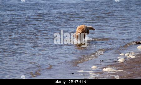 Dundee, Tayside, Scotland, UK. 24th Apr, 2020. UK Weather: Warm sunny morning in Dundee although a little cooler on the coast with maximum temperature 15°C. Dog owners exercising their dogs along Broughy Ferry beach during the Coronavirus lockdown restrictions. An Australian Labradoodle playing about in the river Tay Credit: Dundee Photographics/Alamy Live News Stock Photo