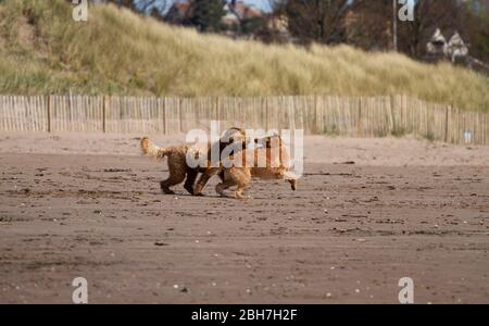 Dundee, Tayside, Scotland, UK. 24th Apr, 2020. UK Weather: Warm sunny morning in Dundee although a little cooler on the coast with maximum temperature 15°C. Dog owners exercising their dogs along Broughy Ferry beach during the Coronavirus lockdown restrictions. Two dog (long haired Labrador and an Australian Labradoodle) running together playing on the sandy beach. Credit: Dundee Photographics/Alamy Live News Stock Photo