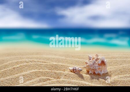 Two shells on a background of yellow clean sand. Close-up. Back blurred background of cloudy sky and sea. Free space for your text or image. A high re Stock Photo