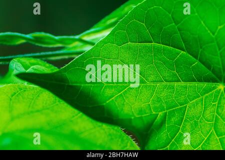 background macro - high angle - leaf of a morning glory plant with veins. close-up, selective focus Stock Photo