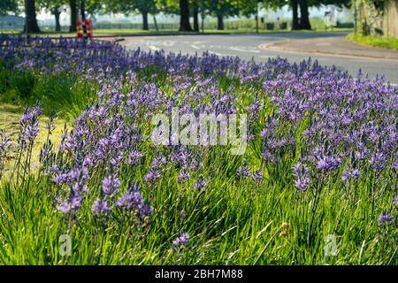 Windsor, Berkshire, UK. 24th April, 2020. Pretty purple flowers on the roundabout next to the Long Walk in the early morning sunshine. Credit: Maureen McLean/Alamy Live News Stock Photo