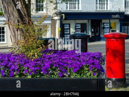Windsor, Berkshire, UK. 24th April, 2020. Bright purple flowers next to post bozes in Windsor on a bright, sunny early morning. Temperatures are set to rise to 22 degrees in Windsor today. Credit: Maureen McLean/Alamy Live News Stock Photo