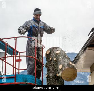 Professional gardener cuts down a rotten tree in a domestic garden using a chainsaw Stock Photo