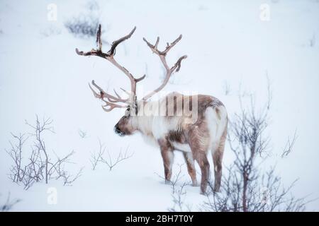 Rendeer looking for food under the deep snowcover in the mountains of Finnmark county in northern Norway Stock Photo