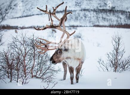 Rendeer looking for food under the deep snowcover in the mountains of Finnmark county in northern Norway Stock Photo