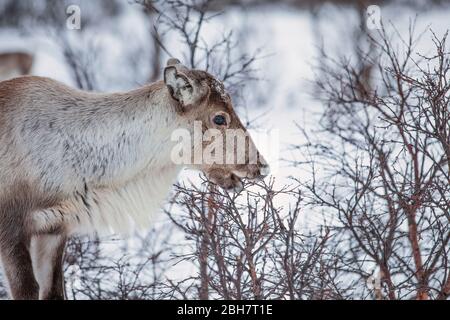 Rendeer looking for food under the deep snowcover in the mountains of Finnmark county in northern Norway Stock Photo