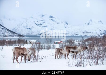 Rendeer looking for food under the deep snowcover in the mountains of Finnmark county in northern Norway Stock Photo