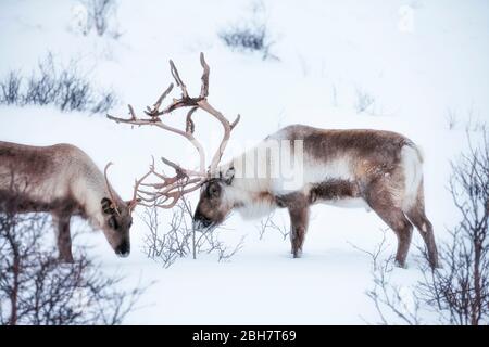 Rendeer looking for food under the deep snowcover in the mountains of Finnmark county in northern Norway Stock Photo