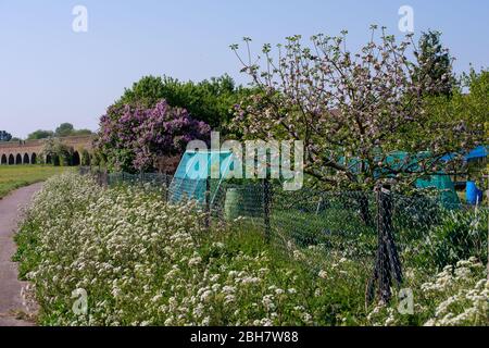 Eton, Windsor, Berkshire, UK. 24th April, 2020. Lilac and blossom bloom in an allotment next to the railway arches in Eton. The forecast temperature today is 22 degrees. Credit: Maureen McLean/Alamy Live News Stock Photo