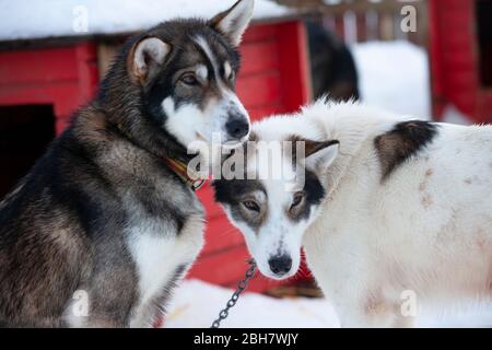 animal portrait of husky sledge dogs in northern Norway