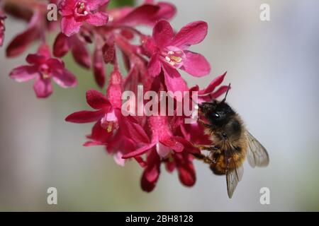 05.04.2020, Berlin, , Germany - Red wall bee collects nectar from a red blossom. 00S200405D529CAROEX.JPG [MODEL RELEASE: NOT APPLICABLE, PROPERTY RELE Stock Photo