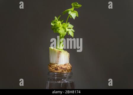 London, UK.  24 April 2020.  Celery stalks (Apium graveolens) grow from a discarded end suspended in water.  During the coronavirus pandemic lockdown, the public is reported to be at home connecting more with nature, noticing more garden wildlife and enjoying more cooking from scratch.  Credit: Stephen Chung / Alamy Live News Stock Photo