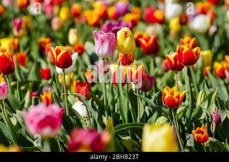 15.04.2020, Grevenbroich, North Rhine-Westphalia, Germany - Colourful tulips are blooming on a tulip field. 00X200415D009CAROEX.JPG [MODEL RELEASE: NO Stock Photo
