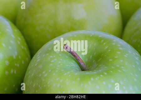A close up showing the detail of fresh and organic, green, waxed apples that are shiny with the stalk showing and copy space Stock Photo