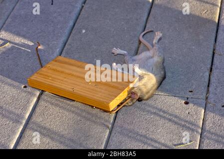 A Pack Rat native to Arizona caught in a trap. Stock Photo