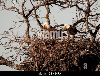 Llano Texas USA, January 24, 2010:  A pair of bald eagles, nesting close to Texas Highway 29 in Llano County seem undisturbed by the attention of tourists and birders from all over Texas. © Bob Daemmrich Stock Photo