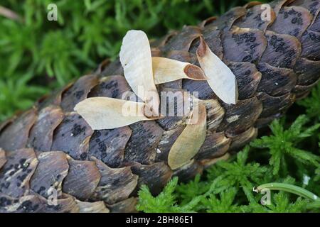 Seeds of Norway spruce, Picea abies, on top of a spruce cone, photographed in April Stock Photo