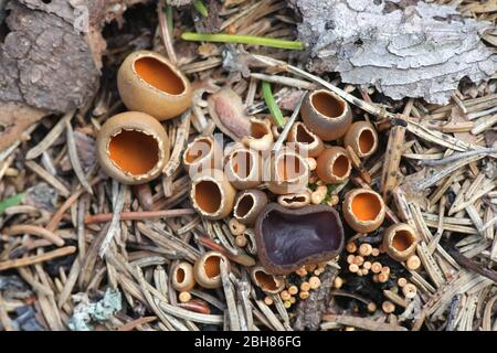 Peziza violacea, known as the violet fairy cup or the violet cup fungus and Geopyxis carbonaria, known as charcoal loving elf-cup or talked bonfire cu Stock Photo