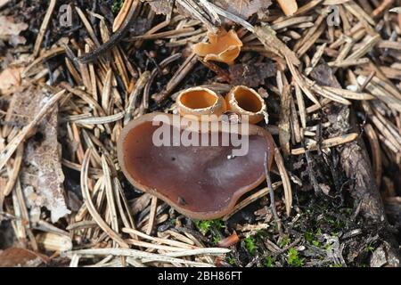 Peziza violacea, known as the violet fairy cup or the violet cup fungus and Geopyxis carbonaria, known as charcoal loving elf-cup or talked bonfire cu Stock Photo