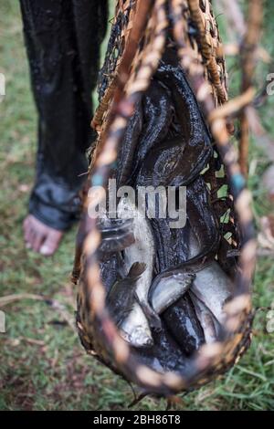 Fishermen with a traditional basket, caught fish in the canoe, Inle Lake,  Shan State, Myanmar, Stock Photo, Picture And Rights Managed Image. Pic.  IBR-3836943