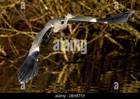Grey Heron, Ardea cinerea, in flight over a pond on Hampstead Heath in London Stock Photo
