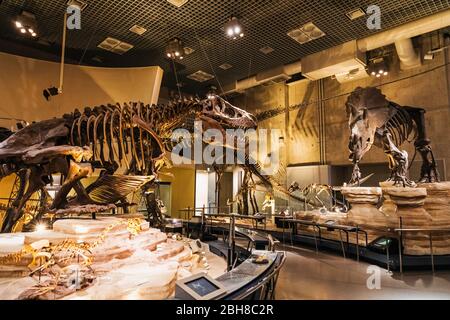 Japan, Honshu, Tokyo, Hibiya, Ueno Park, National Museum of Nature and Science, Exhibit of Dinosaurs Stock Photo