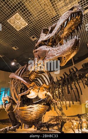 Japan, Honshu, Tokyo, Hibiya, Ueno Park, National Museum of Nature and Science, Exhibit of Tyrannosaurus Rex Dinosaur Stock Photo