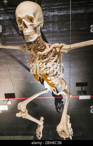 Japan, Honshu, Tokyo, Hibiya, Ueno Park, National Museum of Nature and Science, Exhibit of Human Skeleton Stock Photo