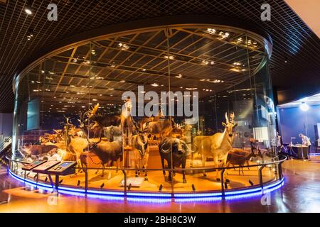 Japan, Honshu, Tokyo, Hibiya, Ueno Park, National Museum of Nature and Science, Animals of the Earth Exhibit Stock Photo