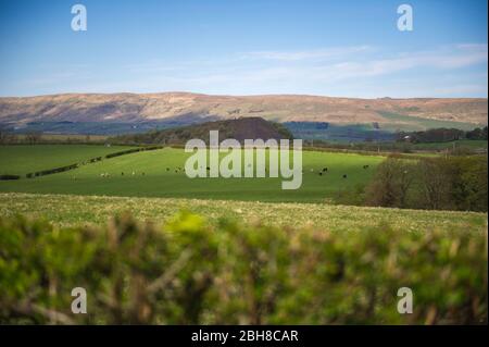 Cumbernauld, UK. 24th Apr, 2020. Pictured: Herd of cows battle out the sweltering heat under the scorching afternoon sunshine in the Scottish countryside underneath the Campsie Fells. Hot afternoon sunshine out in the countryside just outside of Cumbernauld in North Lanarkshire. Credit: Colin Fisher/Alamy Live News Stock Photo