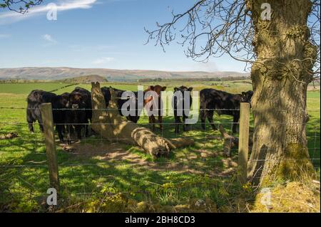 Cumbernauld, UK. 24th Apr, 2020. Pictured: Young cows take shelter under a tree from the afternoon scorching sun. Hot afternoon sunshine out in the countryside just outside of Cumbernauld in North Lanarkshire. Credit: Colin Fisher/Alamy Live News Stock Photo