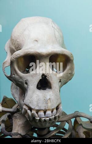 Chimpanzee Skull Stock Photo
