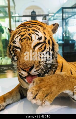 England, London, Forest Hill, Horniman Museum, Taxidermy Mount of Bengal Tiger Stock Photo