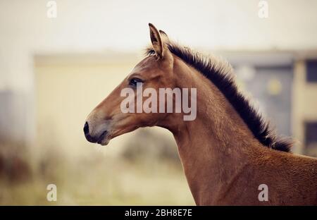 Portrait of a red foal sporting breed. Small horse. Stock Photo