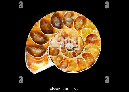 Half-sawn fossilized ammonite isolated on a black background Stock Photo