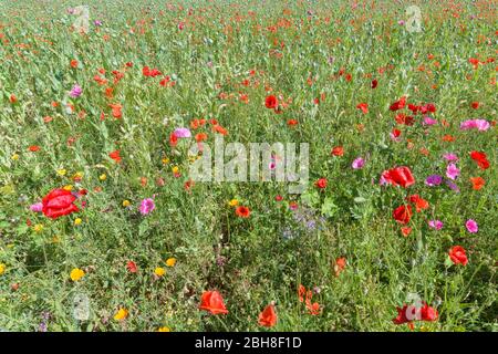 Blooming summer meadow with poppy, Germerode, Werra Meissner district, Hesse, Germany Stock Photo