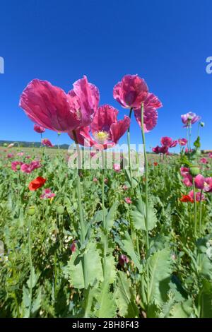 Opium poppy field, Germerode, Werra-Meissner district, Hesse, Germany Stock Photo