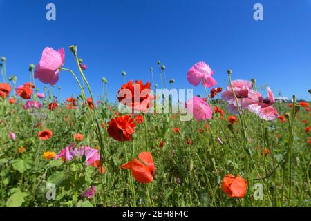 Blooming summer meadow with poppy, Germerode, Werra Meissner district, Hesse, Germany Stock Photo