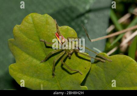 Green huntsman spider, Micrommata virescens, male sitting on oak leaf, Bavaria, Germany