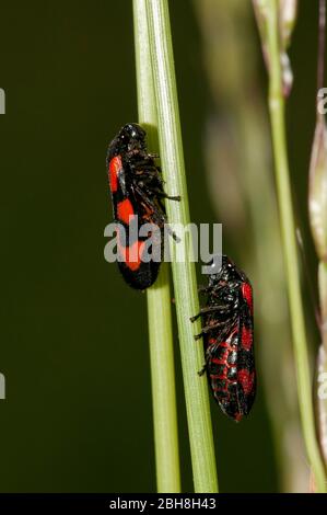 Froghoppers, Cercopoidea, on blades of grass, two animals, Bavaria, Germany Stock Photo