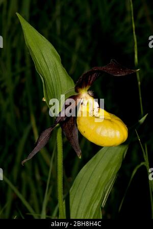 Yellow Lady's Slipper orchid, Cypripedium calceolus, Bavaria, Germany Stock Photo