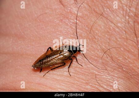 Wood cockroach (Ectobius lapponicus), Germany Stock Photo - Alamy