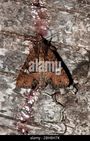 Dot moth, Melanchra persicariae, sitting on birch bark, sucking on bait, Bavaria, Germany Stock Photo