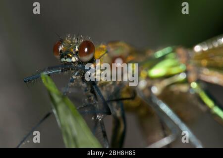 Banded Demoiselle, Calopteryx splendens, female, sitting on leaf, portrait, Bavaria, Germany Stock Photo