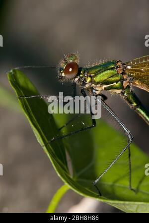 Banded Demoiselle, Calopteryx splendens, female, sitting on leaf, portrait, Bavaria, Germany Stock Photo