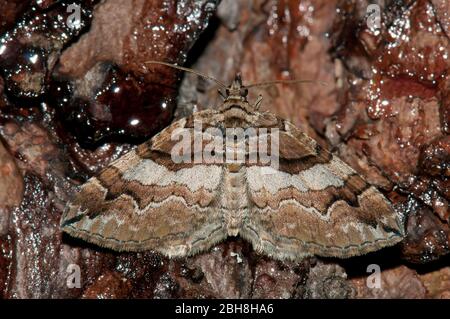 Barberry carpet moth, Pareulype berberata, sitting on pine bark, sucking at bait, Bavaria, Germany Stock Photo