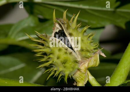 Common Datura, Datura stramonium, open fruit, with seeds, lateral, Bavaria, Germany Stock Photo