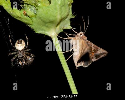 Silver Y, Autographa gamma, and marbled orb-weaver, Araneus marmoreus, sitting at cabbage scratch thistle, Bavaria, Germany