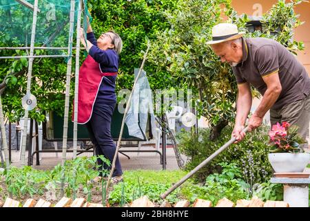 senior caucasian couple work at home on the jardin to make raw food vegetables ingredients and take care of their naural and healthy lifestyle diong food from themselves. outdoor mature activity leisure in the green plants and nature Stock Photo
