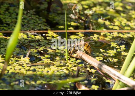 Common wasp (Vespula vulgaris) drinking water from a garden wildlife pond in the UK Stock Photo